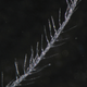 Illustration for article titled Dinosaur Feathers Discovered in Canadian Amber